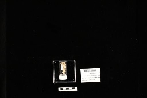 Ichthyophis kohtaoensis