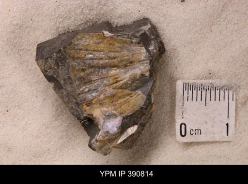 undet. Scaphitidae