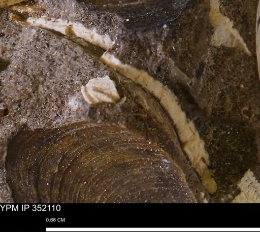 undet. Bivalvia