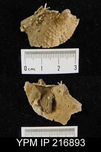 Echinosteges sp.