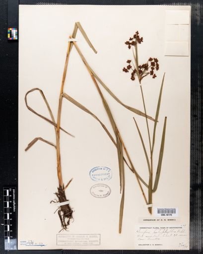 Scirpus polyphyllus