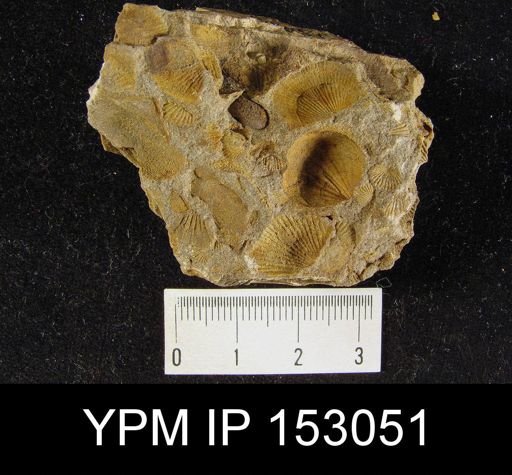 Anoplotheca venusta