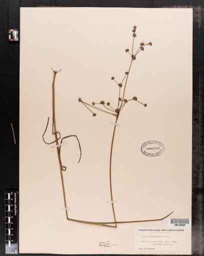 Juncus