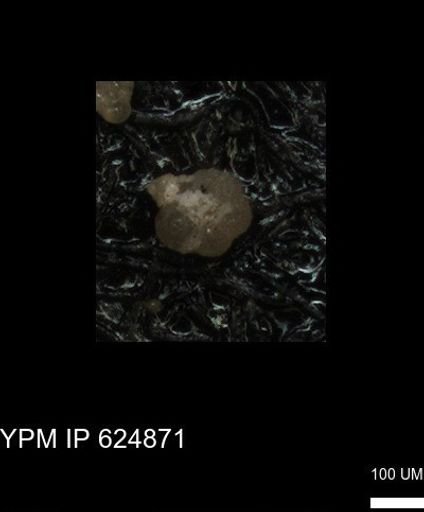 undet. Foraminiferida