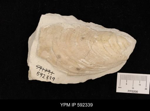 Inoceramus brogniarti
