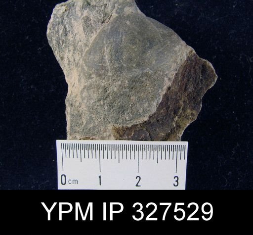 undet. Brachiopoda