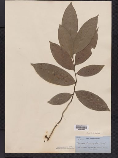 Rollinia
