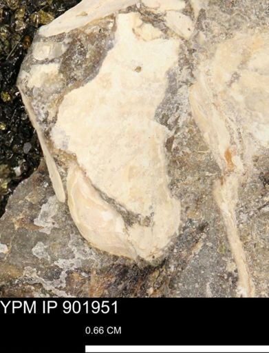 Inoceramus sp.