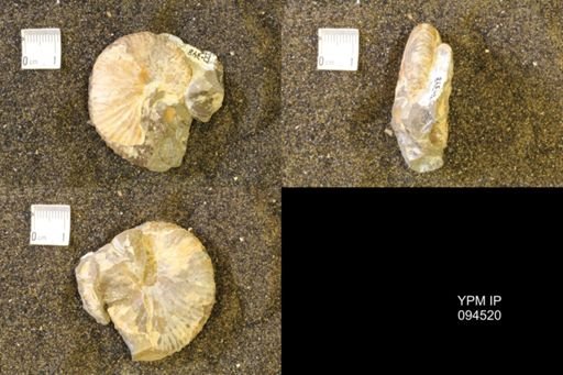 Hoploscaphites comprimus