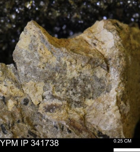Scaphites sp.
