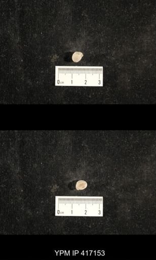Euphemites carbonarius