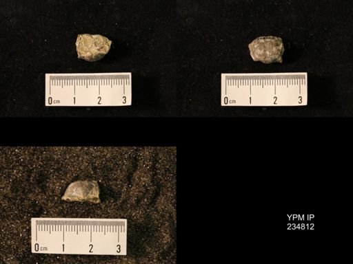 Marginifera wabashensis var. armata
