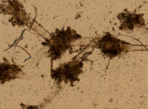 Amathia cf. pustulosa