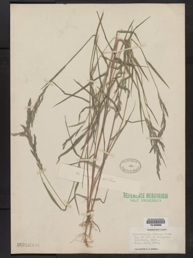 Muhlenbergia mexicana