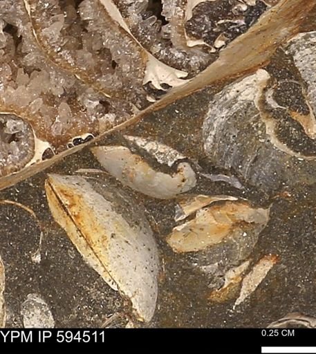 Protocardia sp.