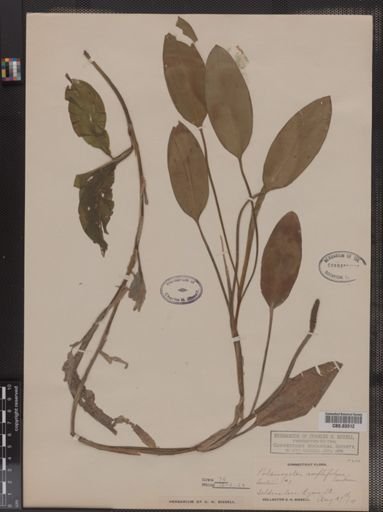 Potamogeton amplifolius