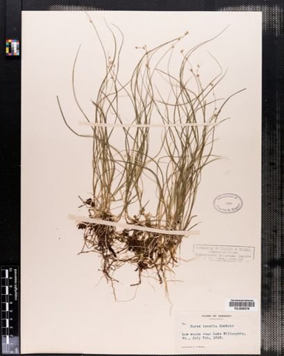 Carex disperma
