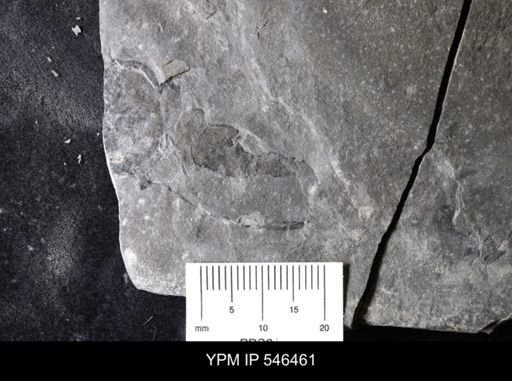 undet. Eurypterida