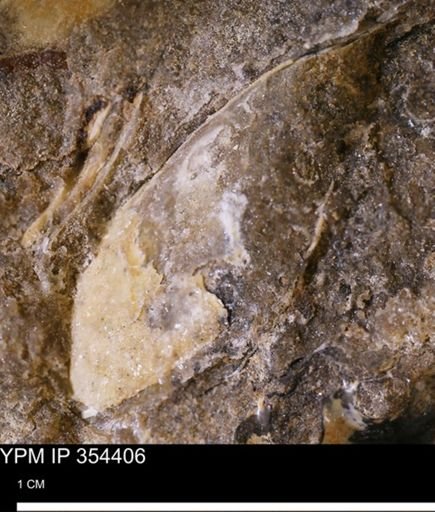 undet. Mollusca