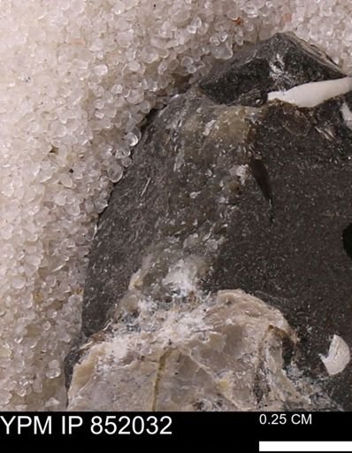 undet. Mollusca