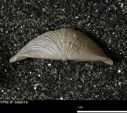 Stropheodonta navalis