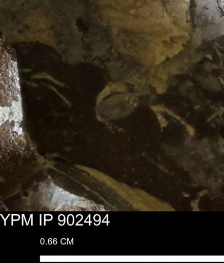 undet. Mollusca