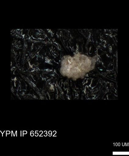undet. Foraminiferida