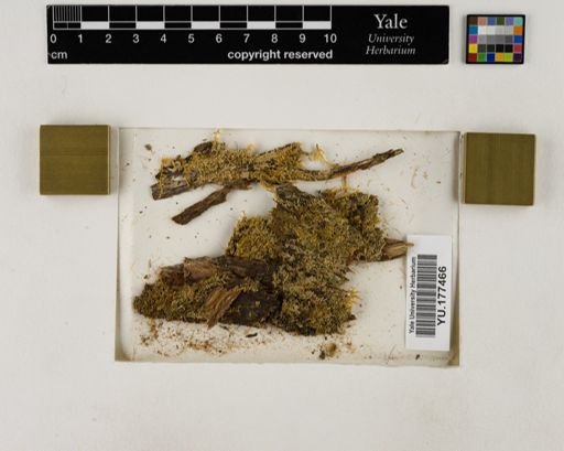 Plantae