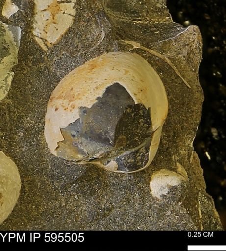 Protocardia sp.