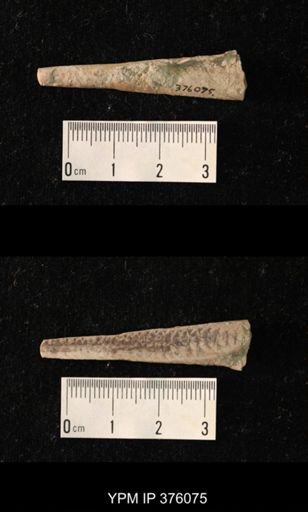 Pseudorthoceras knoxense