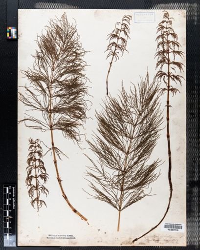 Equisetum sylvaticum
