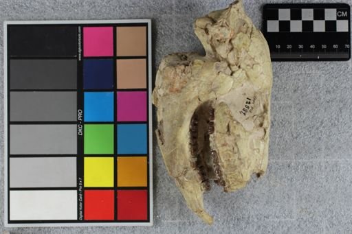 Mesohippus bairdi