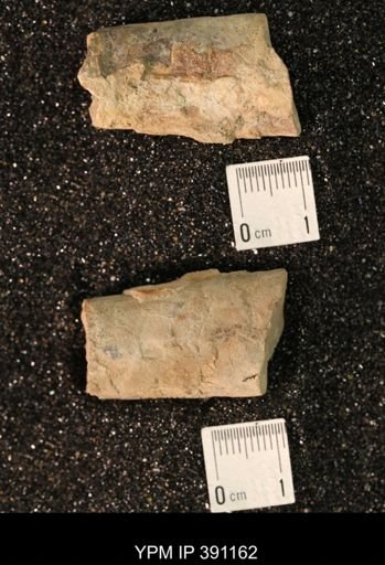Baculites sp.