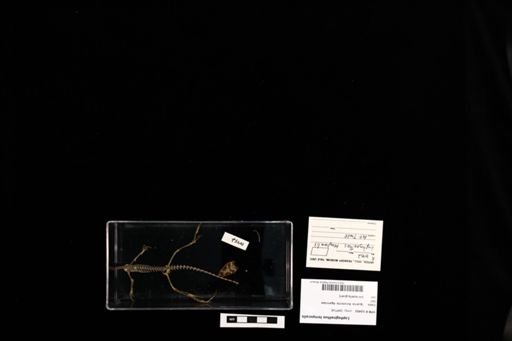 Lophognathus temporalis