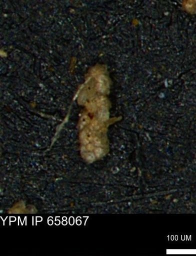 Ammobaculoides phaulus