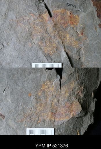 undet. Arthropoda
