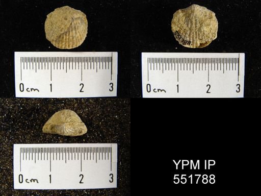 Atrypa tennesseensis