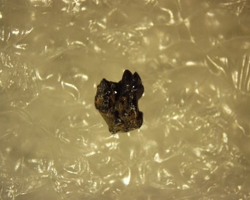 Diacocherus minutus