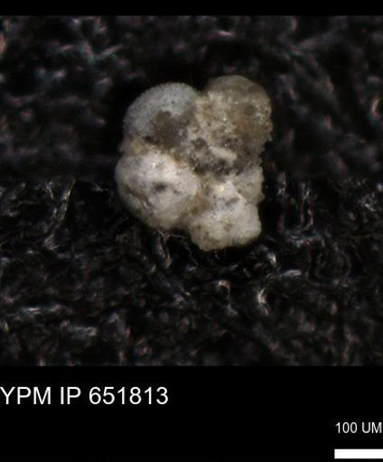undet. Rugoglobigerinidae