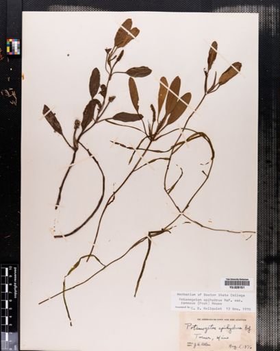 Plantae