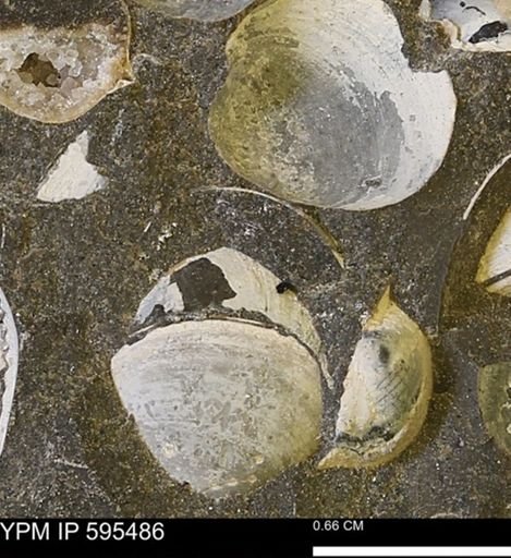 Protocardia sp.