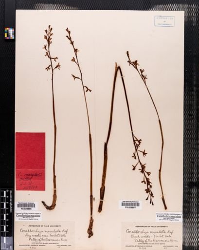 Corallorrhiza