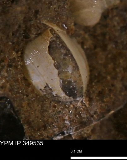 undet. Bivalvia