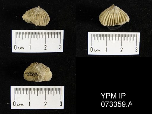 Camarotoechia cedarensis