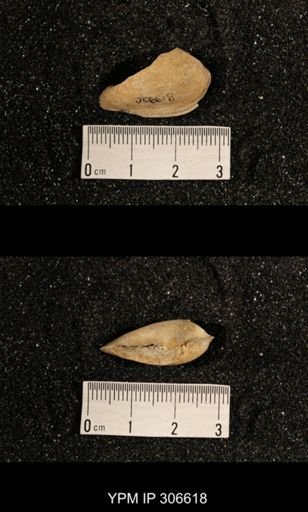 Phestia bellistriata