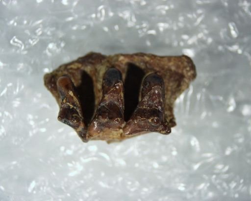 Gelastops?