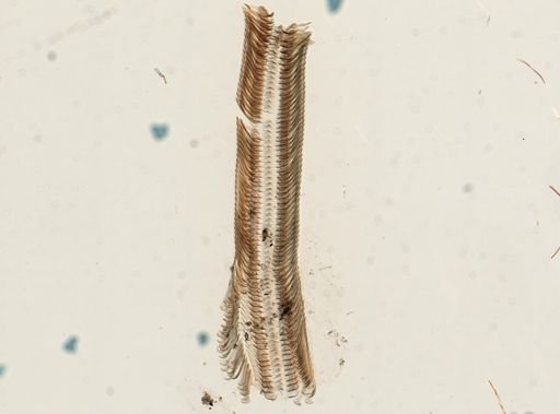 Elimia virginica