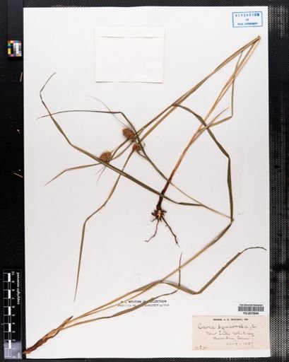 Carex squarrosa