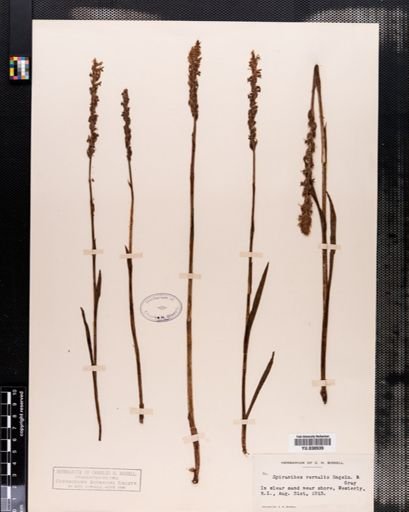 Spiranthes vernalis