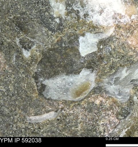 Ostrea sp.